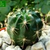 Lobivia _tegeleriana _BLMT531.04 _(Echinopsis tegeleriana) _01